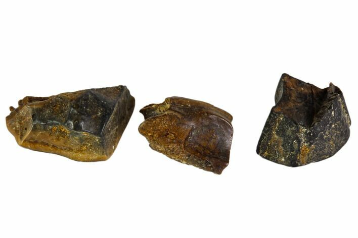 Hadrosaur Tooth Fragments - Montana #103721